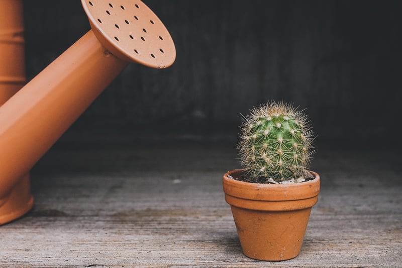 Tin Can Plant Holders